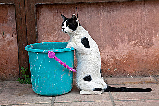 猫,桶,哈尼亚,克里特岛,希腊