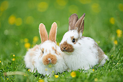 两个,驯服,兔子,牧场,春天,普拉蒂纳特,巴伐利亚,德国
