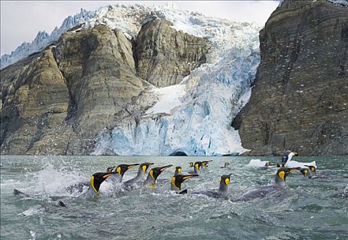 帝企鹅,游泳,靠近,冰河,融化,迅速,全球变暖,秋天,金港,南大洋,南极辐合带,南乔治亚
