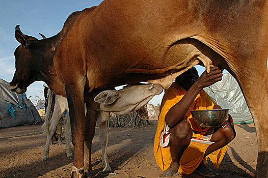 女人,牛奶,母牛,户外,房子,露营,人,近郊,林羚,南方,达尔富尔,苏丹,十一月,2004年