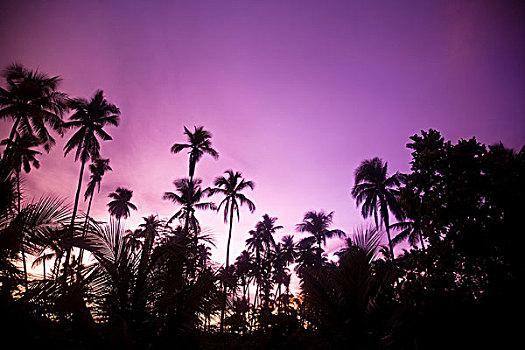 棕榈树,黄昏,马来西亚,东南亚