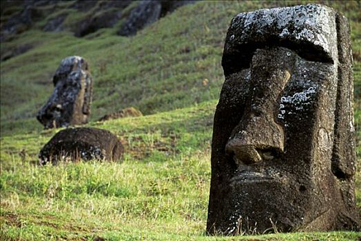 凿,石头,头部,复活节岛石像,一个,斜坡,火山,拉诺拉拉库,就绪,运输,岛屿,仪式,浩大,复活节