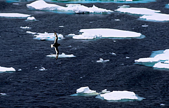 南极,南,岛屿,飞行,上方,浮冰