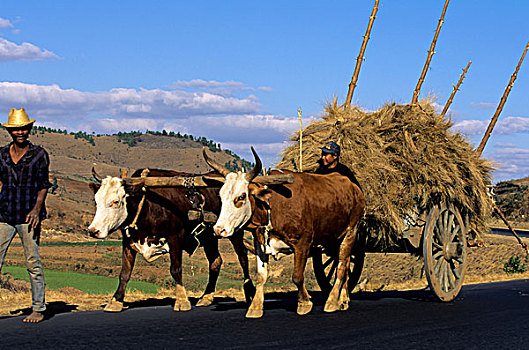 马达加斯加,靠近,牛,手推车,途中