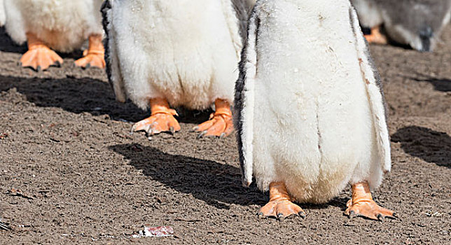 巴布亚企鹅,福克兰群岛,一半,幼禽,蹼脚