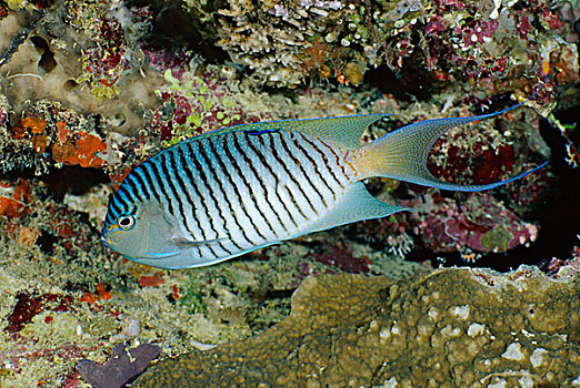 刺蝶鱼,瓦卡亚岛,斐济