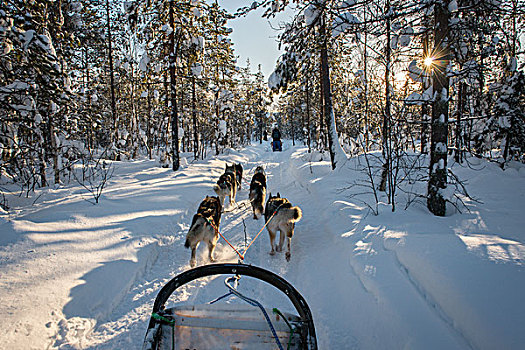 滑雪橇,狗,雪橇,国家公园,拉普兰,芬兰,欧洲
