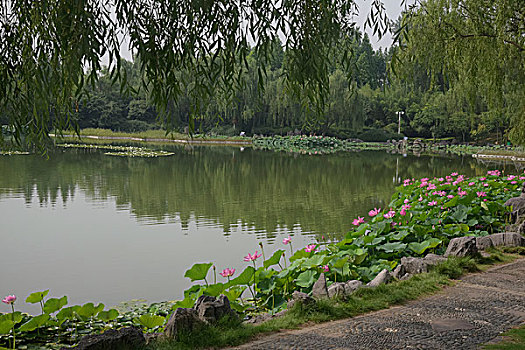 洛阳国花园荷塘