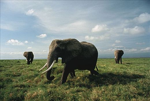 非洲象,三个,大草原,乞力马扎罗山,背景,塞伦盖蒂