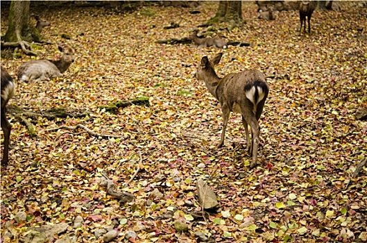 梅花鹿,林中地面,秋天