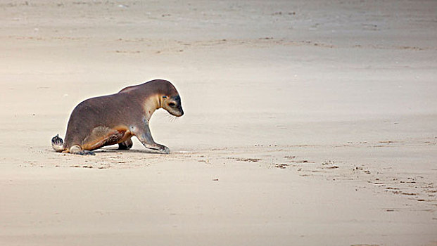 袋鼠,岛屿,澳大利亚,海狮,幼仔