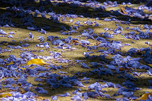 蓝花楹,花瓣,地上,马拉加
