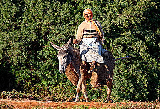 驴,成年,装载,女人,骑乘,摩洛哥,非洲