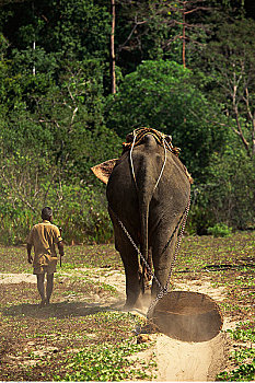 后视图,男人,大象,走,小路,安达曼群岛,印度