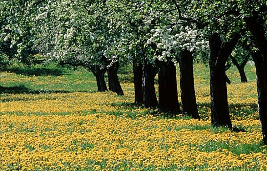 蒲公英,草地,盛开,苹果树,巴登符腾堡,德国