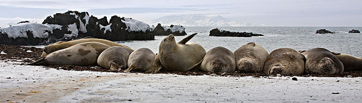 南设得兰群岛,南极,群,海象,休息,半圆