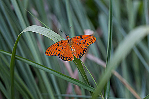 斑豹盛蛱蝶图片
