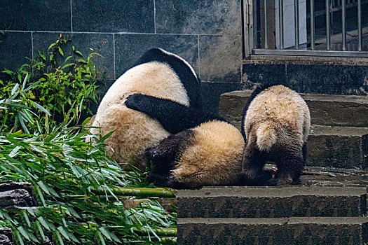 搀扶倒地休息的未成年大熊猫