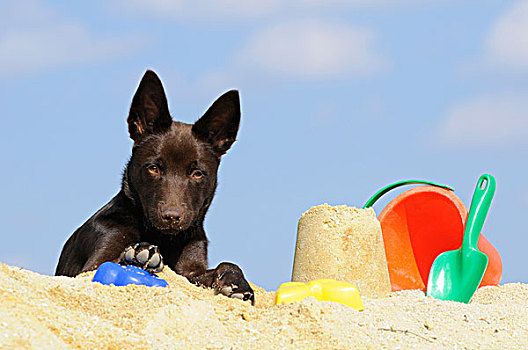 澳大利亚,小狗,巧克力,色彩,躺着,沙子,旁侧,玩具