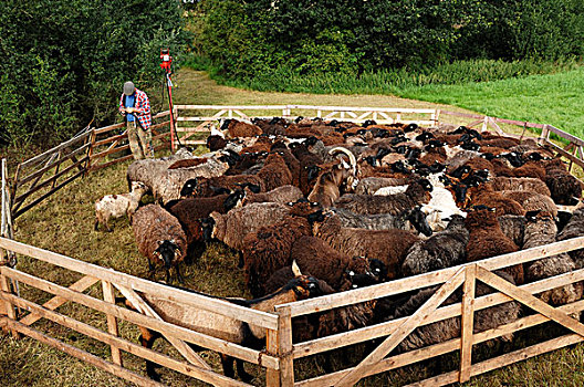 绵羊,剪刀,准备,修剪,笔,梅克伦堡前波莫瑞州,德国,欧洲
