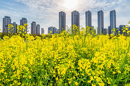 江边,油菜花