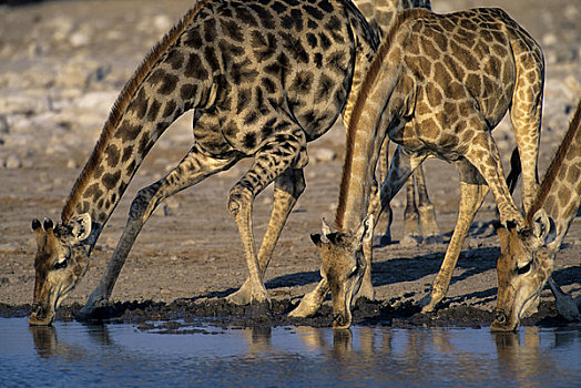 纳米比亚,公园,长颈鹿,水潭,喝