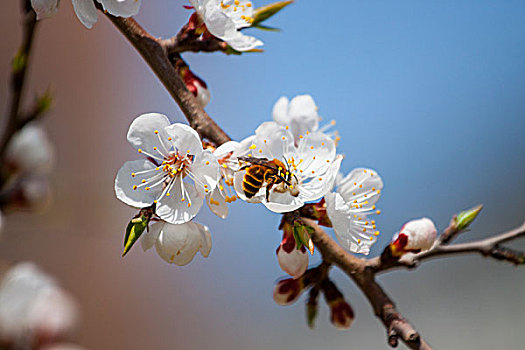 杏花上蜜蜂采蜜