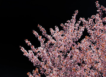 樱花,黑色背景,背景,隔绝_高清图片_全景视觉