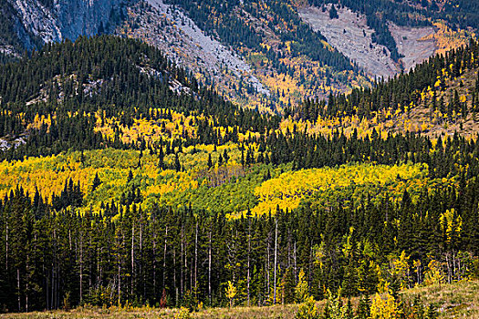混合森林在秋季,脚,山,基斯国,阿尔伯塔,加拿大