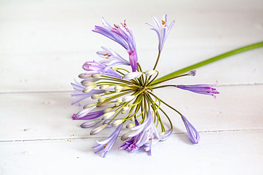 美丽的鲜花白字莲花卉特写