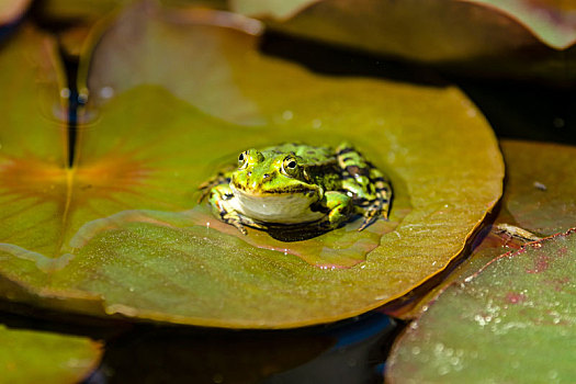湿地,青蛙,坐,百合,叶子