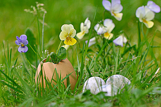 堇菜属,蛋壳,花瓶,草地