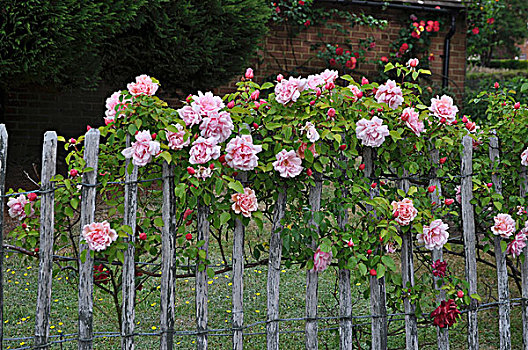 玫瑰,攀登,上方,围栏,栅栏