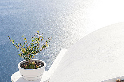 小,橄榄树,容器,风景,锡拉岛,希腊