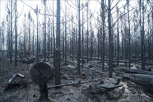 森林火灾,南非