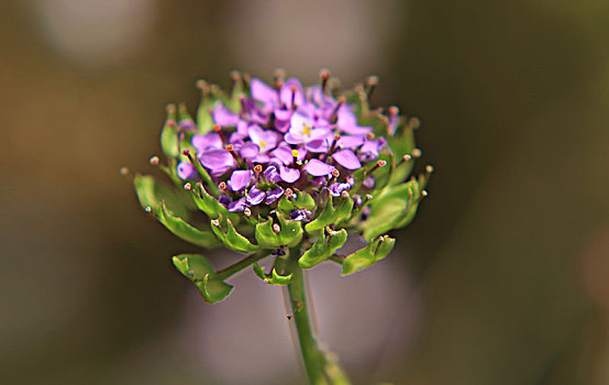 蜂室花