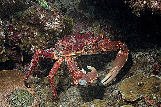 螃蟹,觅食,食物,海洋,自然保护区