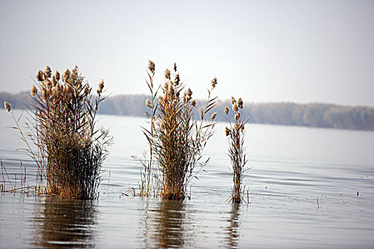 银川沙湖