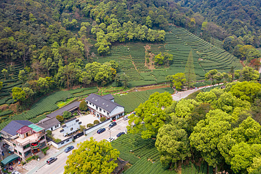 杭州西湖龙井茶产地梅家坞