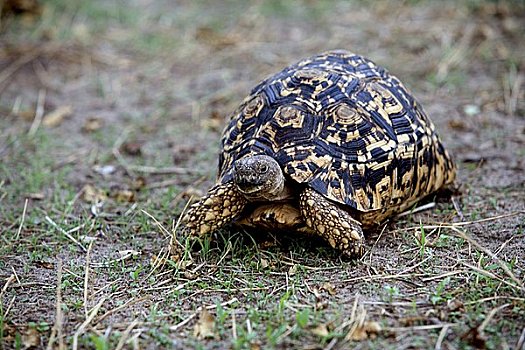 豹纹龟,移动,慢,地上,非洲