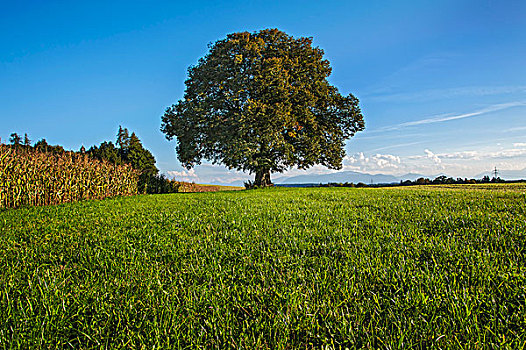 老,酸橙树,椴树属,靠近,巴伐利亚,德国,欧洲