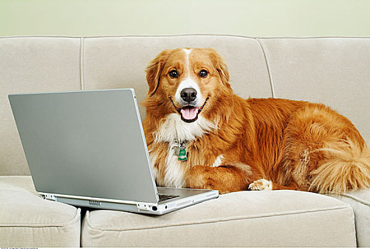 狗,上网,笔记本电脑