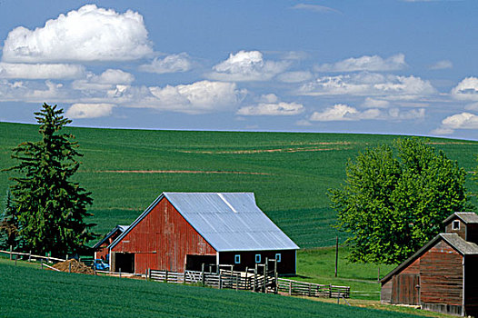 美国,爱达荷,靠近,农场,小麦田