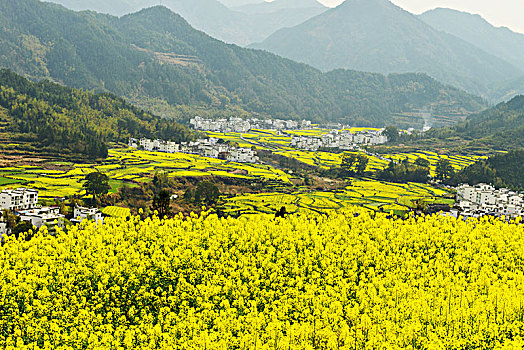 花海,山村