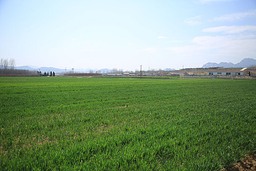 山东省日照市,麦田里绿油油一片,麦苗长势喜人