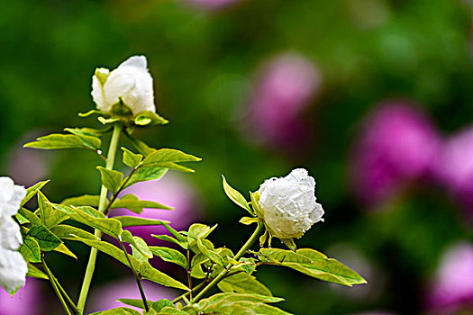 雨中的牡丹花