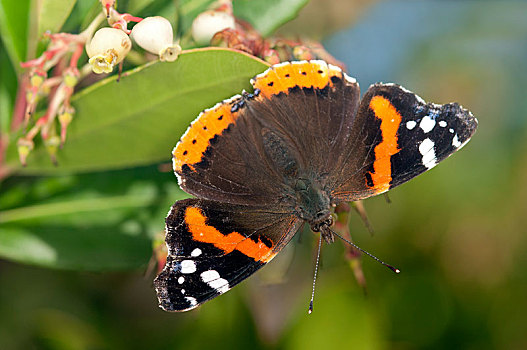赤挟蝶,红蛱蝶,雌性,日内瓦,瑞士,欧洲