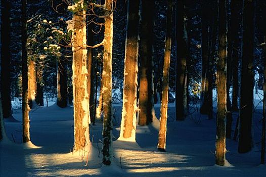 阳光,击打,树,雪中,新布兰斯维克,加拿大