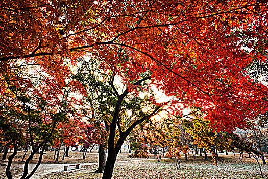 树林,秋叶,韩国,庆州