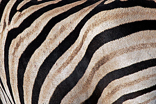 非洲,纳米比亚,白氏斑马,条纹